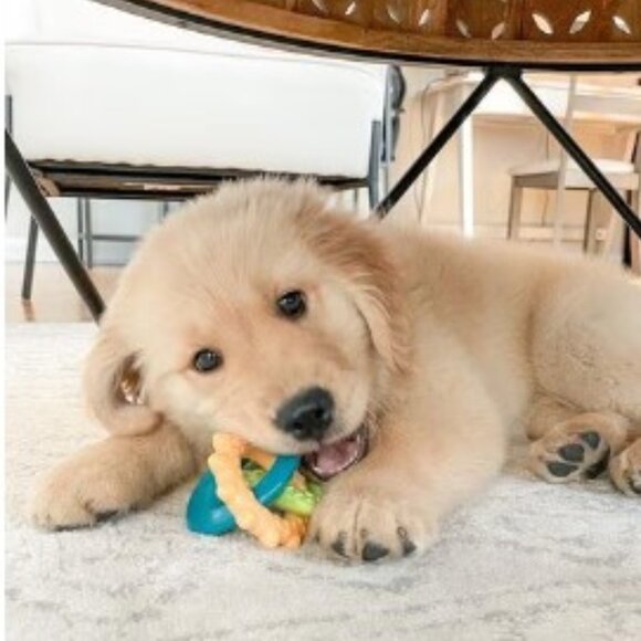 Puppy Toys: Nylabone Power Chew Teething Rings - Picture 2 of 4